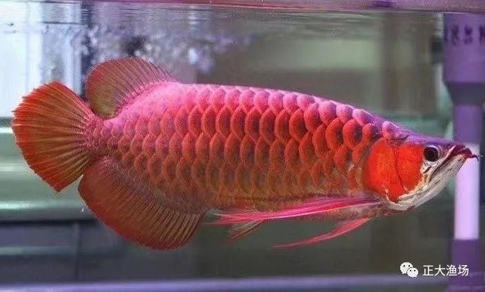 怎樣調整魚缸水的pH值，全面指南