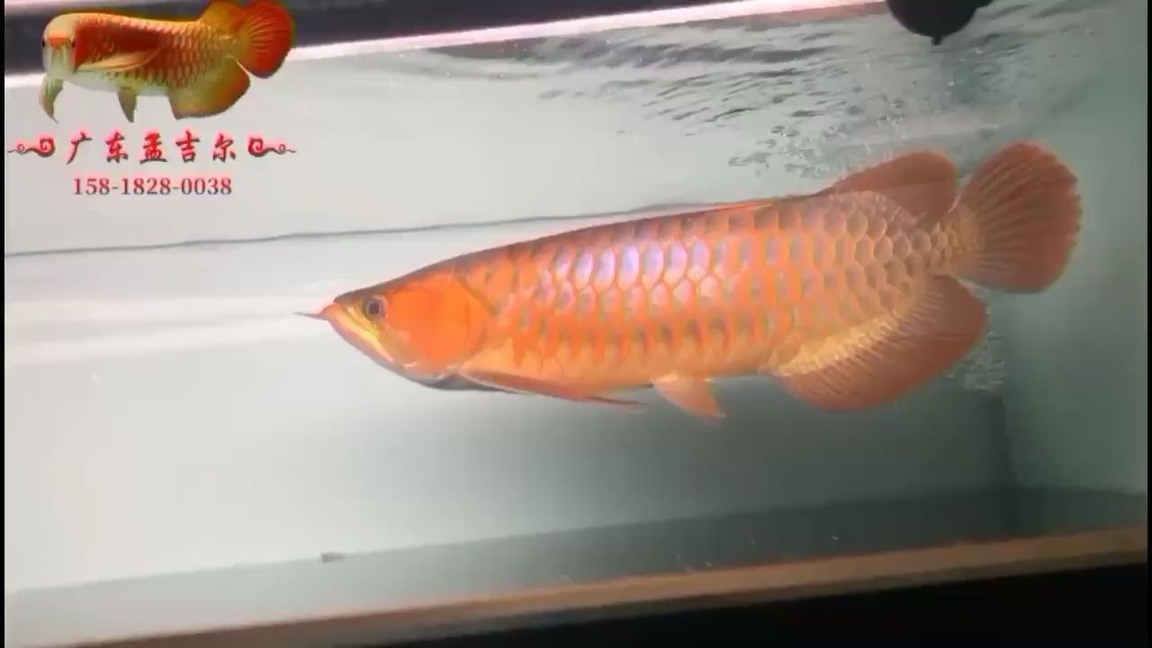 南平水族館好友飼養的孟吉爾紅外線F1不用紅燈輔助