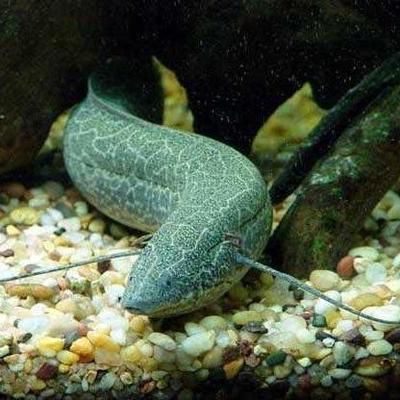 怎么樣養(yǎng)金魚才能活得更久，全面指南 怎么樣養(yǎng)金魚才能活得更久，全面指南 龍魚百科 第3張