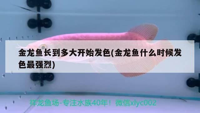 金龍魚長到多大開始發色(金龍魚什么時候發色最強烈)