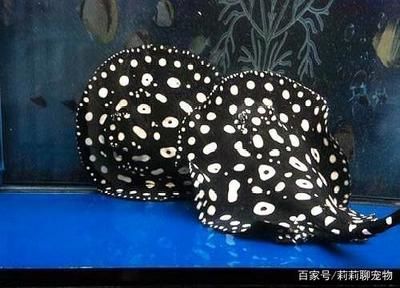 家里養魟魚好嗎：家里養的魚好嗎