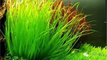 如何科學養殖水花魚苗，從選苗到成魚的全程指南