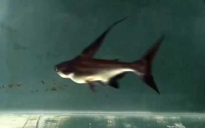 如何科學養殖水花魚苗，從選苗到成魚的全程指南