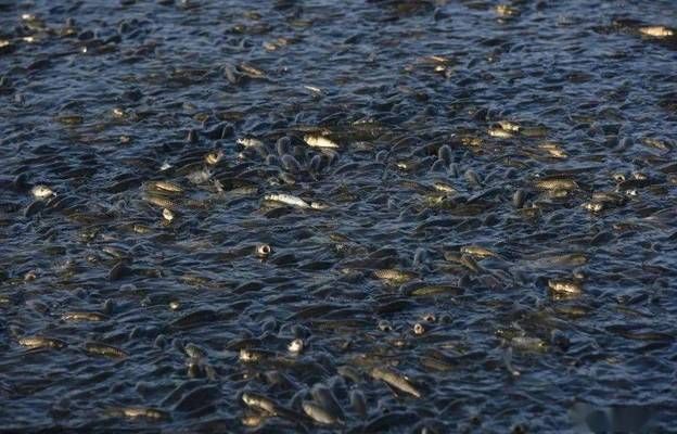 漳州龍魚繁殖方法有哪些呢視頻：漳州龍魚繁殖方法探秘，延續(xù)水中貴族的傳奇
