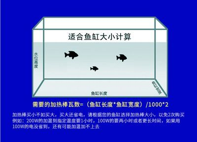 如何讓錦鯉膽子變大，實(shí)用技巧與科學(xué)方法