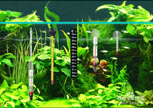 如何讓黑尾大勾魚群游，打造和諧魚群的技巧與方法