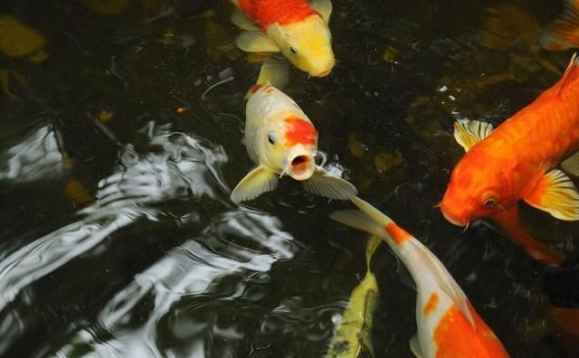 怎么確定母魚要生產(chǎn)了？觀察這些關(guān)鍵跡象