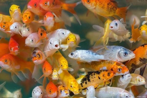 漳州金龍魚經銷商電話號碼：探尋漳州金龍魚經銷商電話背后的故事
