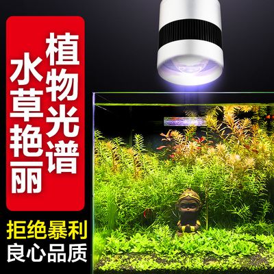 碧波鱗影，贊美魚的詩句與詞語之美