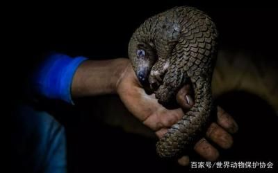 豬鼻龜保護級別標準：豬鼻龜保護等級劃分標準