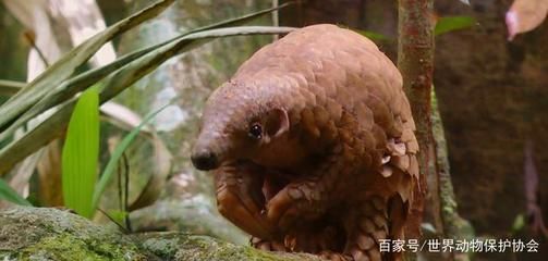 豬鼻龜保護級別標準：豬鼻龜保護等級劃分標準