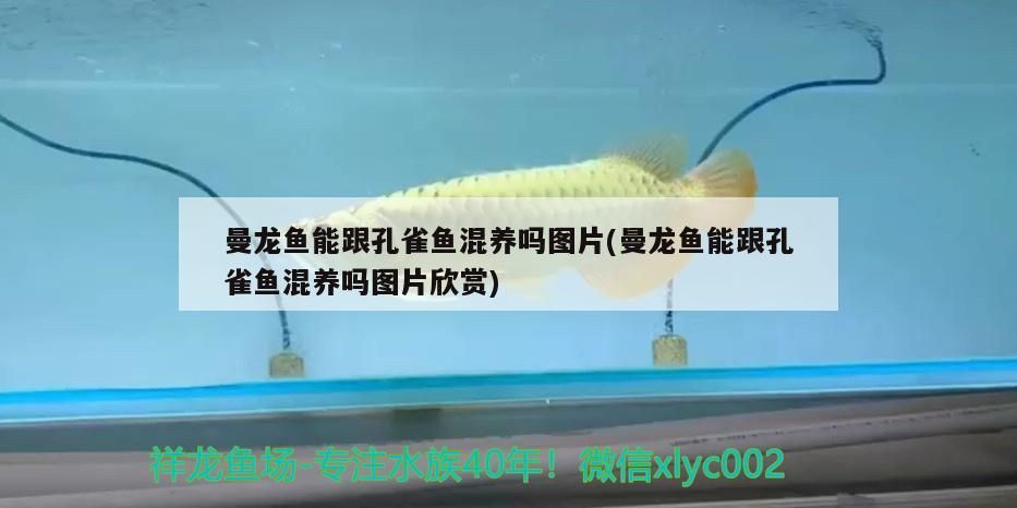 龍魚半夜開燈有哪些禁忌，龍魚半夜開燈有哪些注意事項？