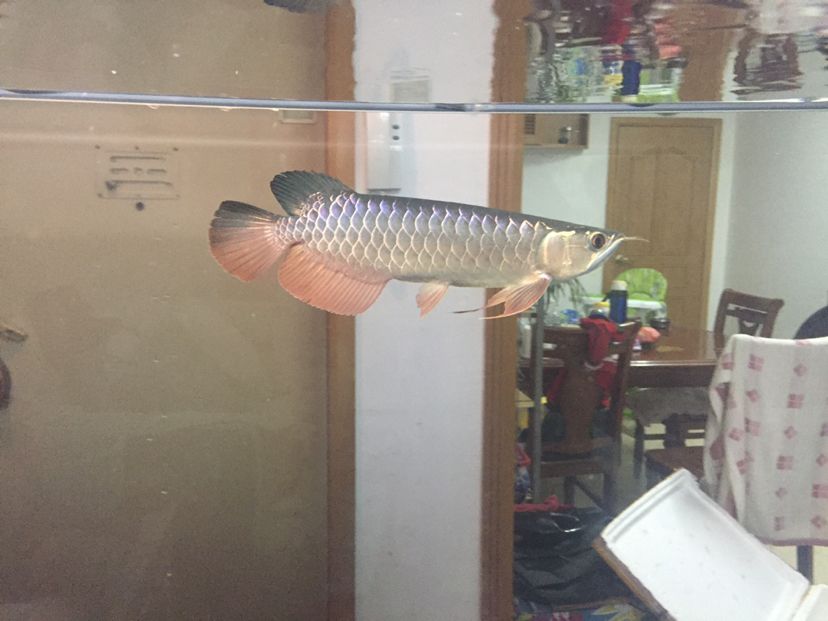 李亞四小魚2年半養(yǎng)成記錄丑小鴨變天鵝