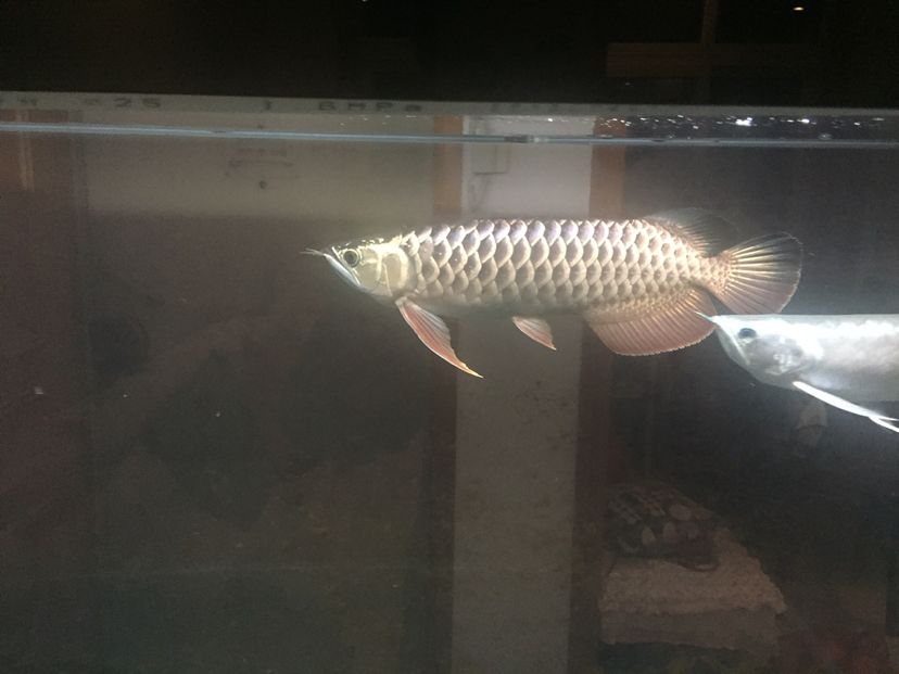 李亞四小魚2年半養(yǎng)成記錄丑小鴨變天鵝