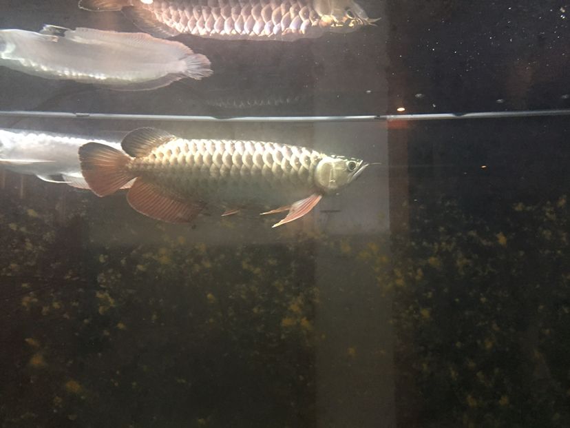 李亞四小魚2年半養(yǎng)成記錄丑小鴨變天鵝