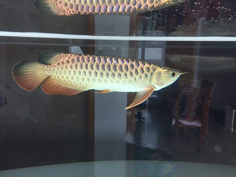 李亞四小魚2年半養(yǎng)成記錄丑小鴨變天鵝