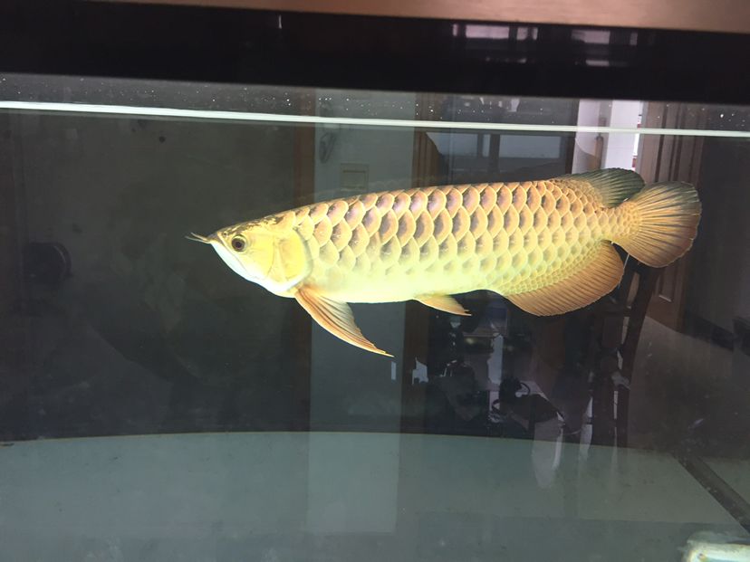 李亞四小魚2年半養(yǎng)成記錄丑小鴨變天鵝
