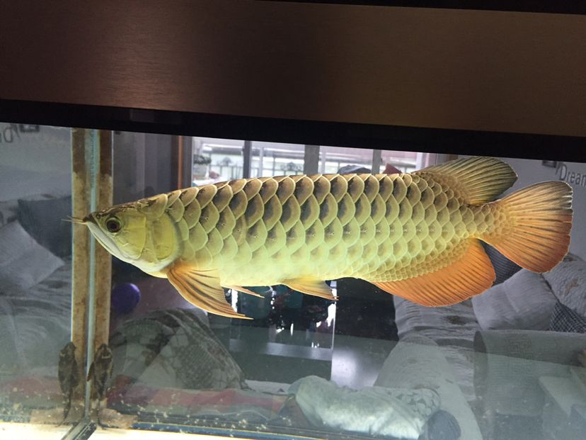 李亞四小魚2年半養(yǎng)成記錄丑小鴨變天鵝