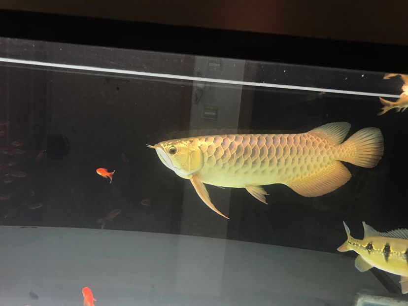 李亞四小魚2年半養(yǎng)成記錄丑小鴨變天鵝