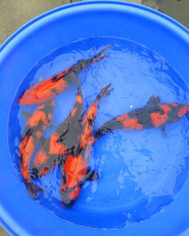李亞四小魚2年半養(yǎng)成記錄丑小鴨變天鵝