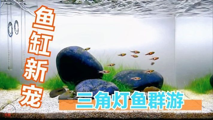愛群游的觀賞魚怎么養的（愛群游的觀賞魚的飼養方法）