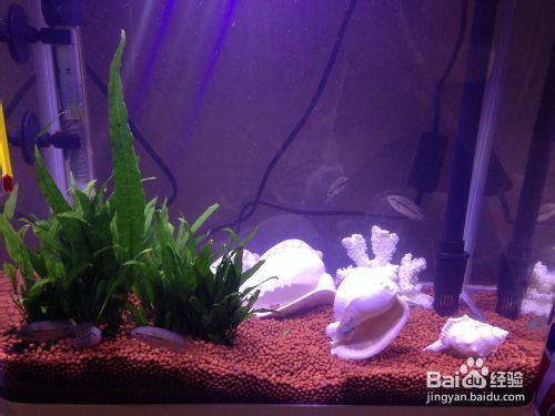 愛群游的觀賞魚怎么養(yǎng)的（愛群游的觀賞魚的飼養(yǎng)方法）