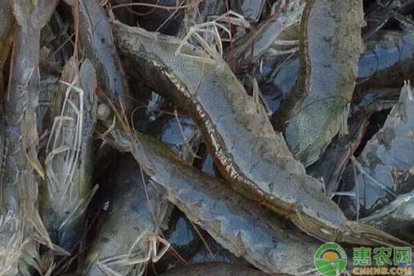 運氣不好養魚可以轉運嗎？風水魚缸的轉運奧秘