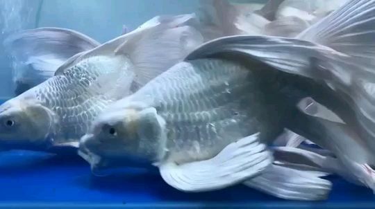 蝴蝶鯉球身,短身,長身哪個好（蝴蝶鯉體型差異主要體現在身型比例、魚鰭形態和飼養需求上）