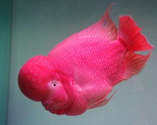 一方水族祝福龍巔12周歲生日快樂