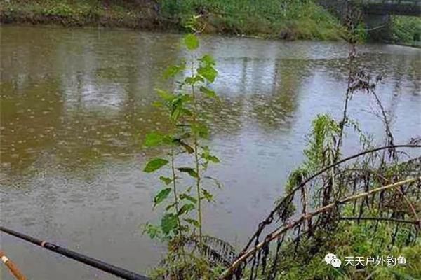張家口龍魚缸養殖基地電話號碼：探尋張家口龍魚缸養殖基地，聯系電話背后的生態與產業奧秘