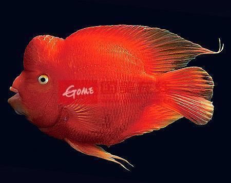 圓魚缸對魚很殘忍，美麗背后的殘酷真相