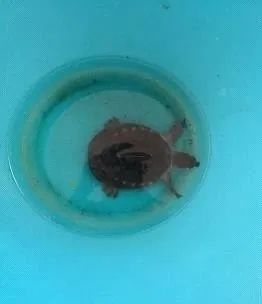 販賣豬鼻龜