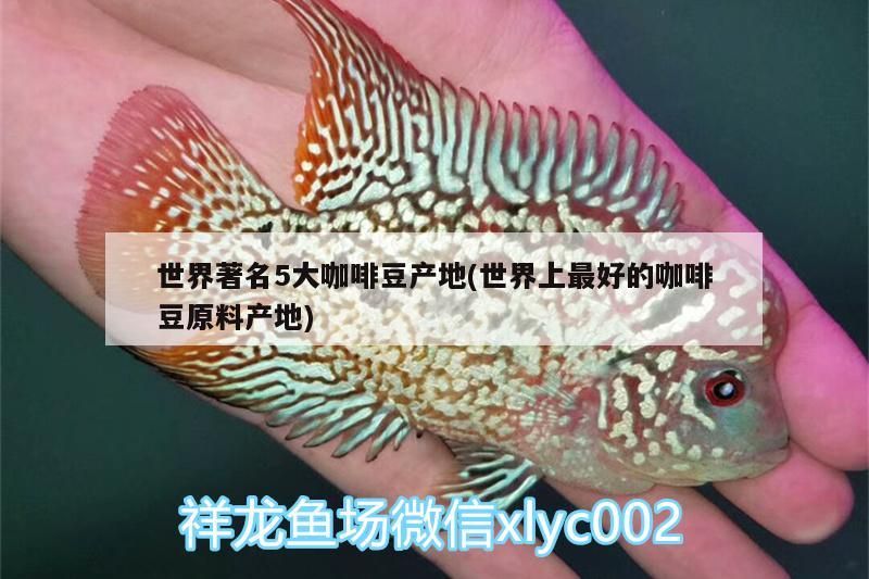 世界著名5大咖啡豆產地(世界上最好的咖啡豆原料產地) 世界著名5大咖啡豆產地(世界上最好的咖啡豆原料產地) 馬來西亞咖啡