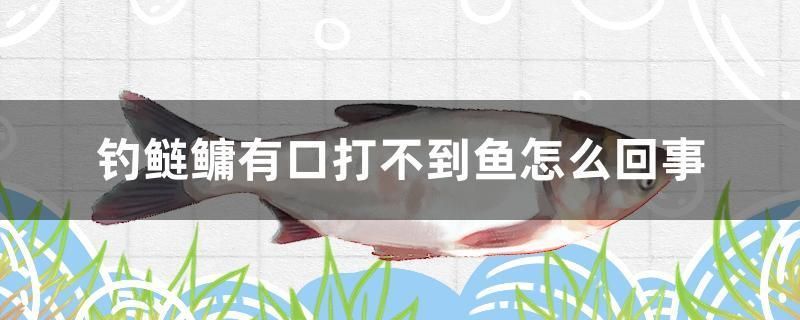 釣鰱鳙有口打不到魚(yú)怎么回事