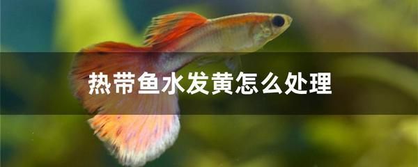 玉石魚擺件不適合擺在家中？科學存放方法與風水講究