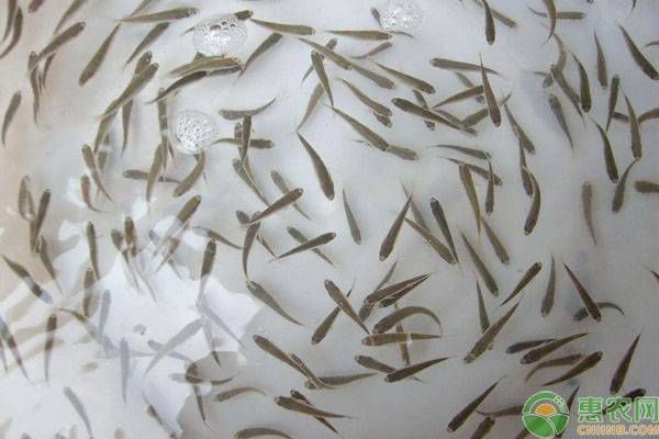 網上買的魚苗能養活嗎（網上購買的魚苗能否養活）