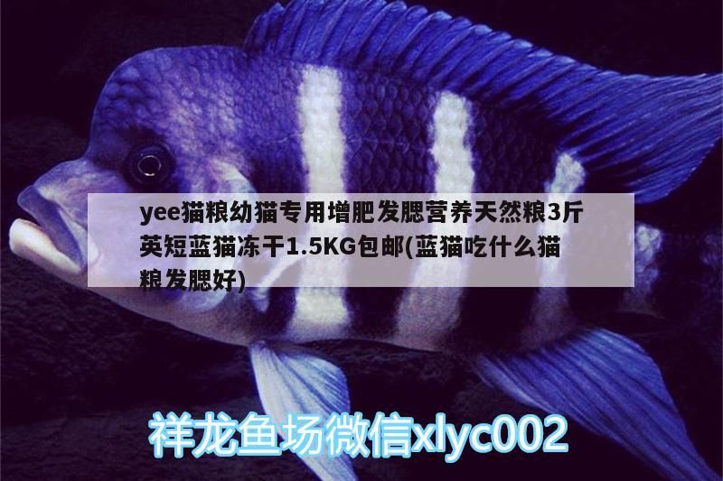 yee貓糧幼貓專用增肥發腮營養天然糧3斤英短藍貓凍干1.5KG包郵(藍貓吃什么貓糧發腮好)