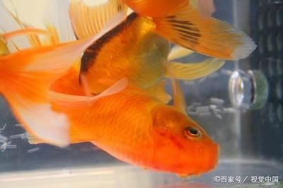觀賞魚買什么好（如何選擇觀賞魚）