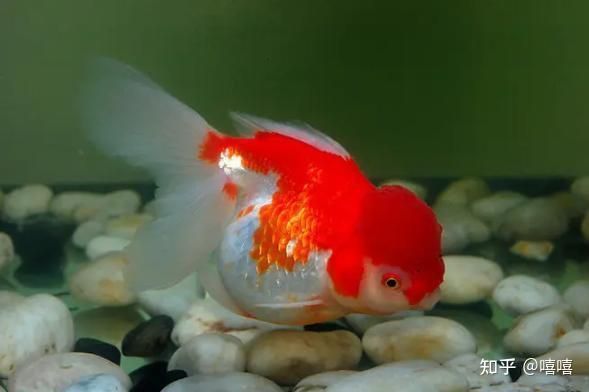 觀賞魚買什么好（如何選擇觀賞魚）