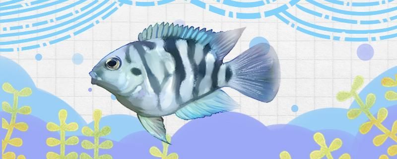 迷你鸚鵡繁殖后用不用和大魚隔離 全國水族館企業名錄 第2張 迷你鸚鵡繁殖后用不用和大魚隔離 迷你鸚鵡繁殖后用不用和大魚隔離 全國水族館企業名錄 第2張