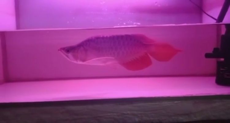 葫蘆島水族批發(fā)市場（ 葫蘆島海鮮水產(chǎn)批發(fā)市場在哪里）