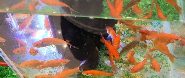 水族館一般都有什么魚（水族館中常見的幾種魚類）