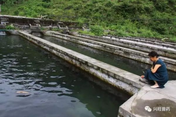 湛江龍魚批發市場地址查詢電話：探尋湛江龍魚批發市場，地址查詢全攻略