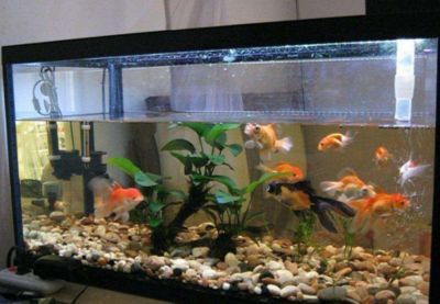 詳細說說龍魚的風水文化，風水學中常見的吉祥物之一龍魚象征著財富、權力和長壽 詳細說說龍魚的風水文化，風水學中常見的吉祥物之一龍魚象征著財富、權力和長壽 龍魚百科 第2張