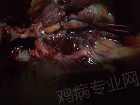 魚最怕三種顏色，揭秘影響魚類行為的色彩奧秘