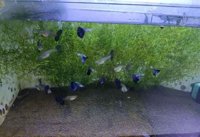 觀賞魚只喂豐年蝦行嗎（豐年蝦的養殖與繁殖技巧）