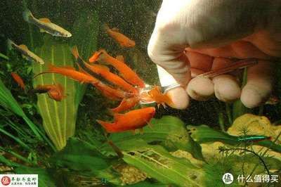 觀賞魚只喂豐年蝦行嗎（豐年蝦的養殖與繁殖技巧）