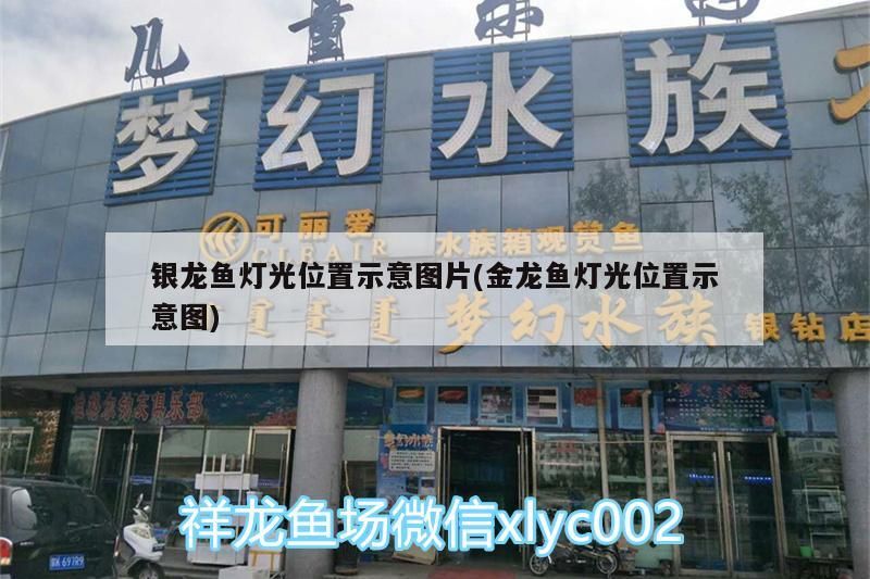 詳細閱讀:銀龍魚燈光位置示意圖片(金龍魚燈光位置示意圖) 銀龍魚燈光位置示意圖片(金龍魚燈光位置示意圖)