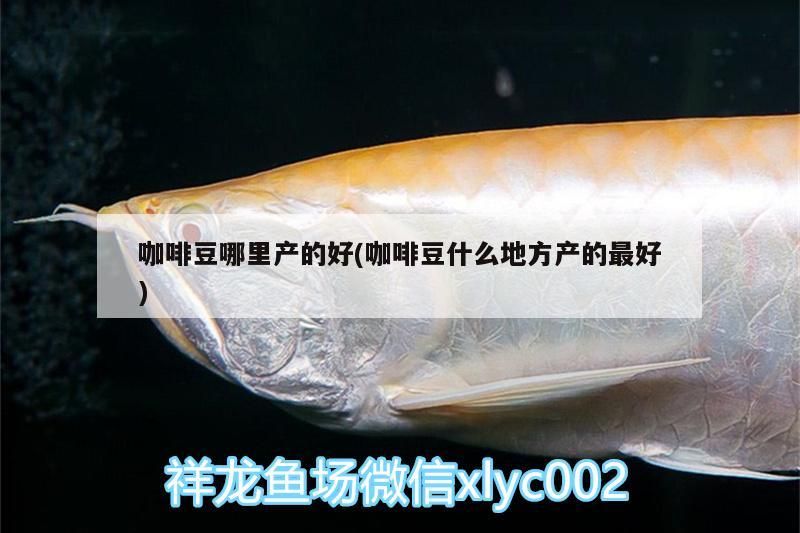 咖啡豆哪里產的好(咖啡豆什么地方產的最好)