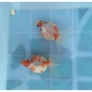 觀賞魚(yú)小型 淡水 好養(yǎng)冷水（小型淡水好養(yǎng)冷水觀賞魚(yú)） 觀賞魚(yú)小型 淡水 好養(yǎng)冷水（小型淡水好養(yǎng)冷水觀賞魚(yú)） 李亞四龍魚(yú) 第4張
